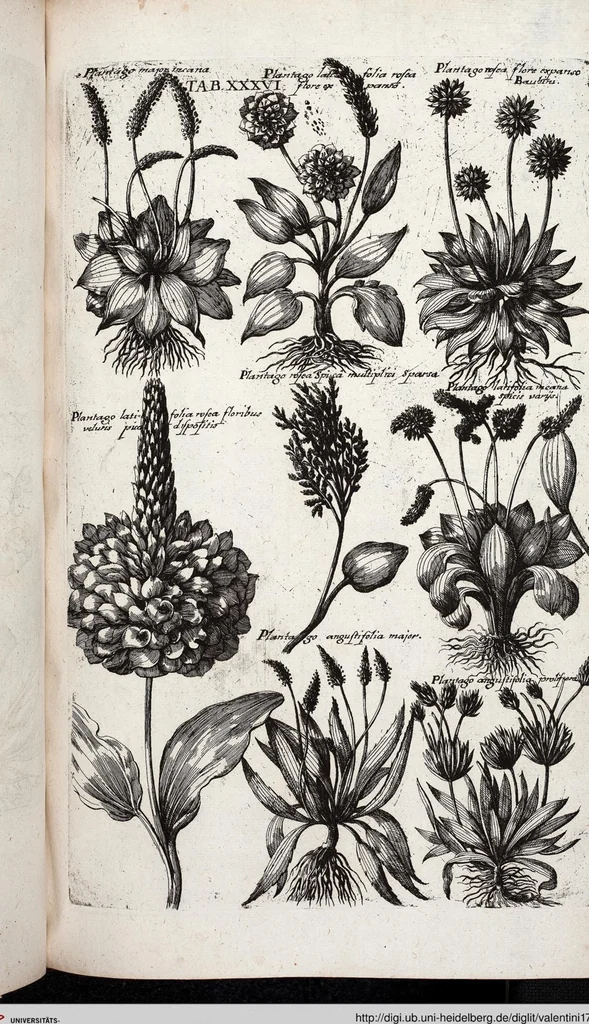 An illustration from Viridarium Reformatum, Seu Regnum Vegetabile, Das ist: Neu-eingerichtetes und Vollständiges Kräuter-Buch: Worinnen auff noch nicht geschehene Weise Derer Vegetabilien, als Kräutern, Sträuchen, Bäumen, Bluhmen und anderer Erd-Gewachsen Art, Krafft und Würckung dergestalt beschrieben werden, daß man dieses Werck statt einer Botanischen Bibliothec haben ... kan, 1719, leaf 672