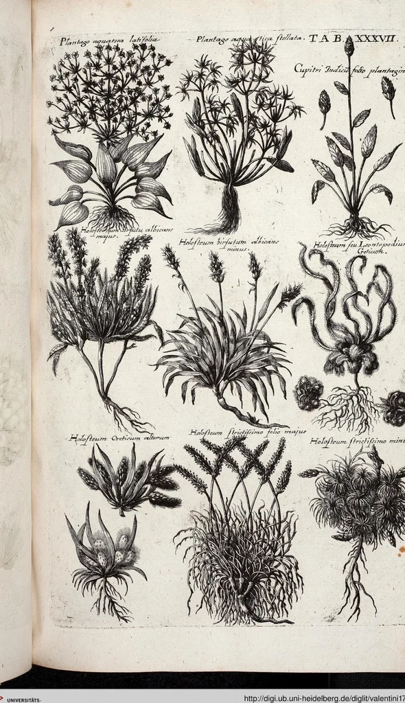An illustration from Viridarium Reformatum, Seu Regnum Vegetabile, Das ist: Neu-eingerichtetes und Vollständiges Kräuter-Buch: Worinnen auff noch nicht geschehene Weise Derer Vegetabilien, als Kräutern, Sträuchen, Bäumen, Bluhmen und anderer Erd-Gewachsen Art, Krafft und Würckung dergestalt beschrieben werden, daß man dieses Werck statt einer Botanischen Bibliothec haben ... kan, 1719, leaf 673