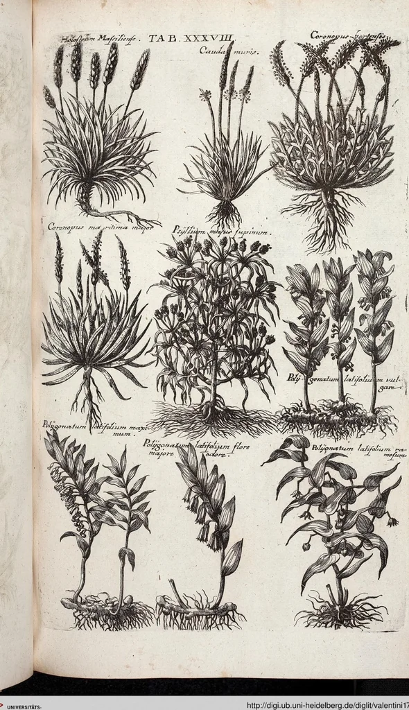 An illustration from Viridarium Reformatum, Seu Regnum Vegetabile, Das ist: Neu-eingerichtetes und Vollständiges Kräuter-Buch: Worinnen auff noch nicht geschehene Weise Derer Vegetabilien, als Kräutern, Sträuchen, Bäumen, Bluhmen und anderer Erd-Gewachsen Art, Krafft und Würckung dergestalt beschrieben werden, daß man dieses Werck statt einer Botanischen Bibliothec haben ... kan, 1719, leaf 674