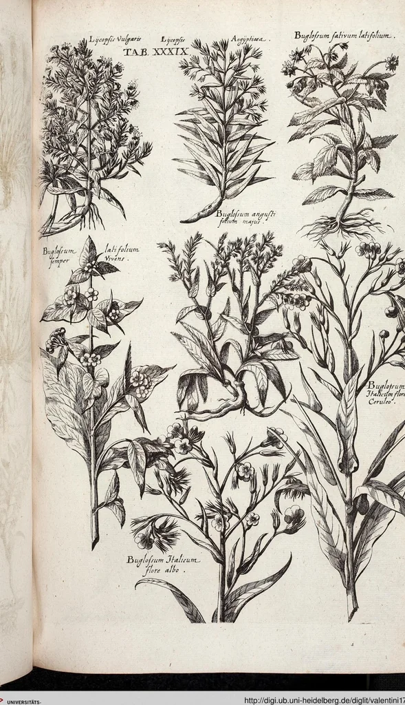 An illustration from Viridarium Reformatum, Seu Regnum Vegetabile, Das ist: Neu-eingerichtetes und Vollständiges Kräuter-Buch: Worinnen auff noch nicht geschehene Weise Derer Vegetabilien, als Kräutern, Sträuchen, Bäumen, Bluhmen und anderer Erd-Gewachsen Art, Krafft und Würckung dergestalt beschrieben werden, daß man dieses Werck statt einer Botanischen Bibliothec haben ... kan, 1719, leaf 675