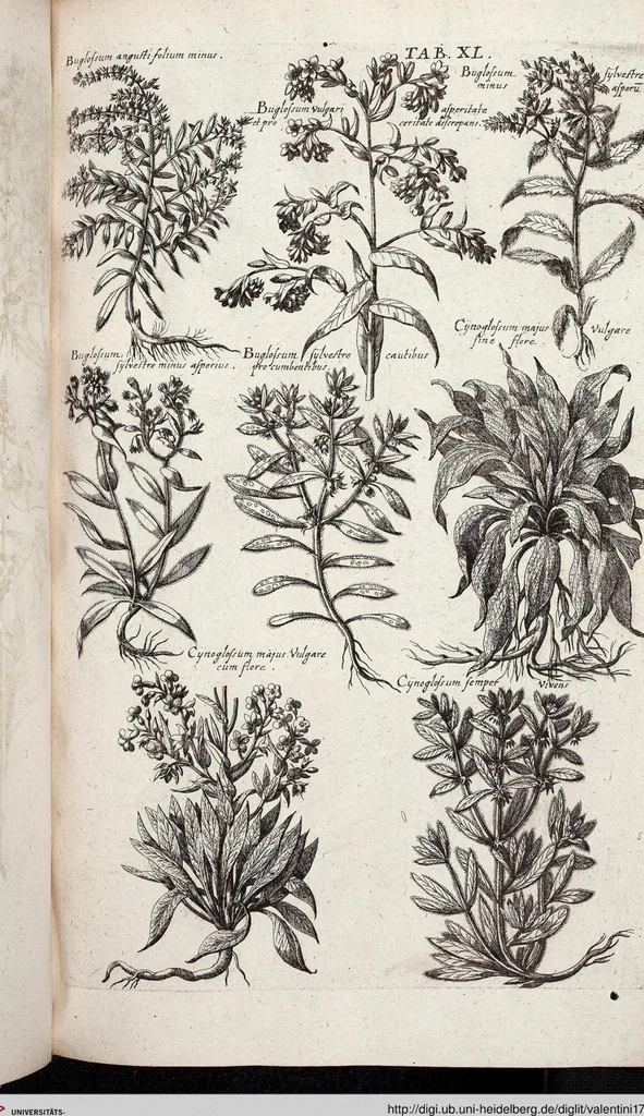 An illustration from Viridarium Reformatum, Seu Regnum Vegetabile, Das ist: Neu-eingerichtetes und Vollständiges Kräuter-Buch: Worinnen auff noch nicht geschehene Weise Derer Vegetabilien, als Kräutern, Sträuchen, Bäumen, Bluhmen und anderer Erd-Gewachsen Art, Krafft und Würckung dergestalt beschrieben werden, daß man dieses Werck statt einer Botanischen Bibliothec haben ... kan, 1719, leaf 676