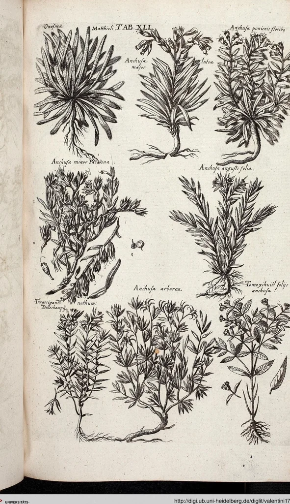 An illustration from Viridarium Reformatum, Seu Regnum Vegetabile, Das ist: Neu-eingerichtetes und Vollständiges Kräuter-Buch: Worinnen auff noch nicht geschehene Weise Derer Vegetabilien, als Kräutern, Sträuchen, Bäumen, Bluhmen und anderer Erd-Gewachsen Art, Krafft und Würckung dergestalt beschrieben werden, daß man dieses Werck statt einer Botanischen Bibliothec haben ... kan, 1719, leaf 677