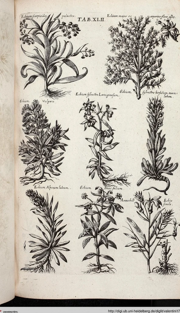 An illustration from Viridarium Reformatum, Seu Regnum Vegetabile, Das ist: Neu-eingerichtetes und Vollständiges Kräuter-Buch: Worinnen auff noch nicht geschehene Weise Derer Vegetabilien, als Kräutern, Sträuchen, Bäumen, Bluhmen und anderer Erd-Gewachsen Art, Krafft und Würckung dergestalt beschrieben werden, daß man dieses Werck statt einer Botanischen Bibliothec haben ... kan, 1719, leaf 678