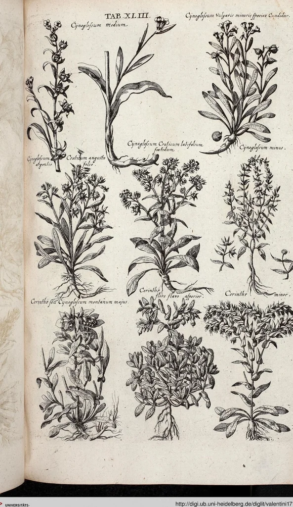 An illustration from Viridarium Reformatum, Seu Regnum Vegetabile, Das ist: Neu-eingerichtetes und Vollständiges Kräuter-Buch: Worinnen auff noch nicht geschehene Weise Derer Vegetabilien, als Kräutern, Sträuchen, Bäumen, Bluhmen und anderer Erd-Gewachsen Art, Krafft und Würckung dergestalt beschrieben werden, daß man dieses Werck statt einer Botanischen Bibliothec haben ... kan, 1719, leaf 679