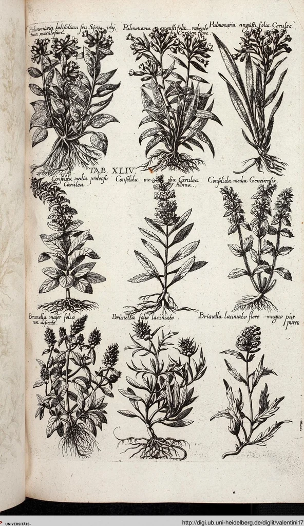 An illustration from Viridarium Reformatum, Seu Regnum Vegetabile, Das ist: Neu-eingerichtetes und Vollständiges Kräuter-Buch: Worinnen auff noch nicht geschehene Weise Derer Vegetabilien, als Kräutern, Sträuchen, Bäumen, Bluhmen und anderer Erd-Gewachsen Art, Krafft und Würckung dergestalt beschrieben werden, daß man dieses Werck statt einer Botanischen Bibliothec haben ... kan, 1719, leaf 680