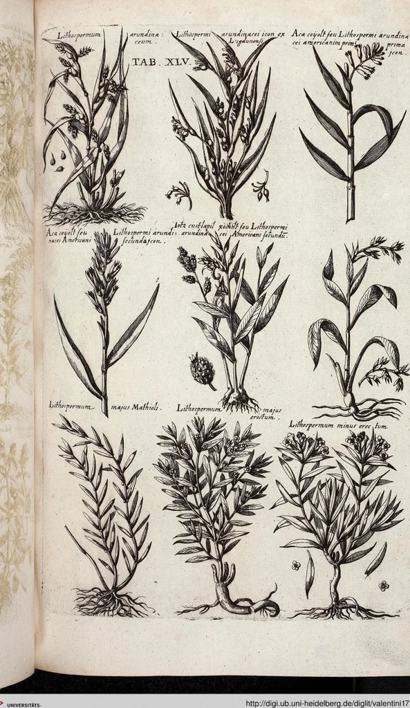 An illustration from Viridarium Reformatum, Seu Regnum Vegetabile, Das ist: Neu-eingerichtetes und Vollständiges Kräuter-Buch: Worinnen auff noch nicht geschehene Weise Derer Vegetabilien, als Kräutern, Sträuchen, Bäumen, Bluhmen und anderer Erd-Gewachsen Art, Krafft und Würckung dergestalt beschrieben werden, daß man dieses Werck statt einer Botanischen Bibliothec haben ... kan, 1719, leaf 681