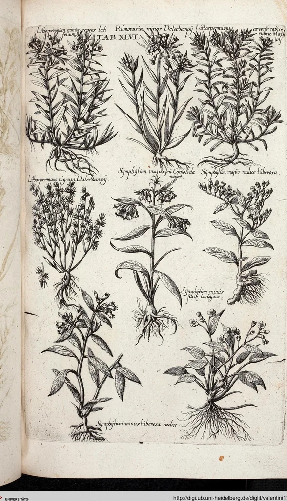 An illustration from Viridarium Reformatum, Seu Regnum Vegetabile, Das ist: Neu-eingerichtetes und Vollständiges Kräuter-Buch: Worinnen auff noch nicht geschehene Weise Derer Vegetabilien, als Kräutern, Sträuchen, Bäumen, Bluhmen und anderer Erd-Gewachsen Art, Krafft und Würckung dergestalt beschrieben werden, daß man dieses Werck statt einer Botanischen Bibliothec haben ... kan, 1719, leaf 682