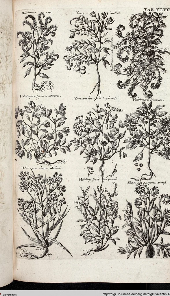 An illustration from Viridarium Reformatum, Seu Regnum Vegetabile, Das ist: Neu-eingerichtetes und Vollständiges Kräuter-Buch: Worinnen auff noch nicht geschehene Weise Derer Vegetabilien, als Kräutern, Sträuchen, Bäumen, Bluhmen und anderer Erd-Gewachsen Art, Krafft und Würckung dergestalt beschrieben werden, daß man dieses Werck statt einer Botanischen Bibliothec haben ... kan, 1719, leaf 683