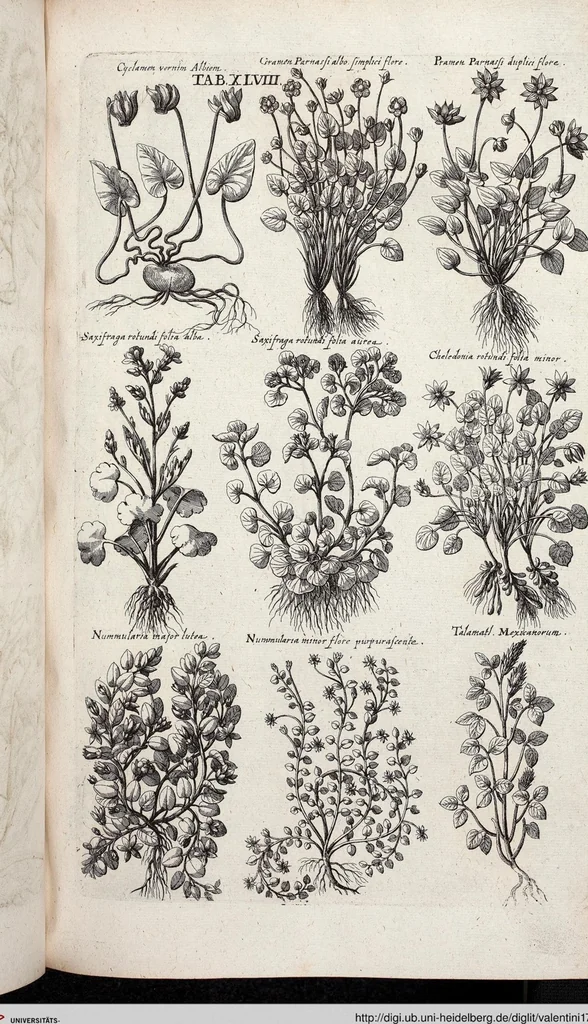 An illustration from Viridarium Reformatum, Seu Regnum Vegetabile, Das ist: Neu-eingerichtetes und Vollständiges Kräuter-Buch: Worinnen auff noch nicht geschehene Weise Derer Vegetabilien, als Kräutern, Sträuchen, Bäumen, Bluhmen und anderer Erd-Gewachsen Art, Krafft und Würckung dergestalt beschrieben werden, daß man dieses Werck statt einer Botanischen Bibliothec haben ... kan, 1719, leaf 684