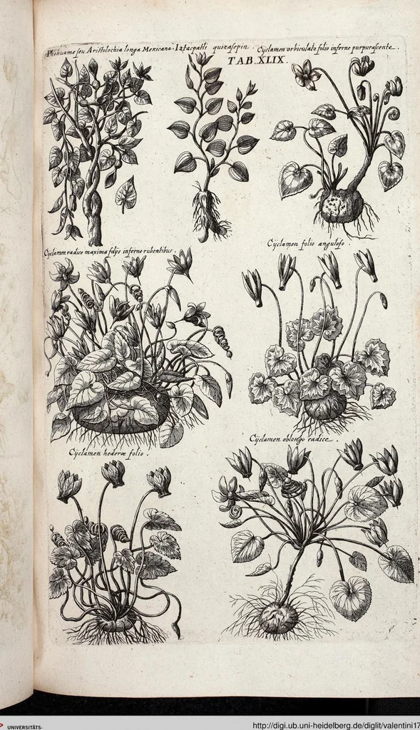 An illustration from Viridarium Reformatum, Seu Regnum Vegetabile, Das ist: Neu-eingerichtetes und Vollständiges Kräuter-Buch: Worinnen auff noch nicht geschehene Weise Derer Vegetabilien, als Kräutern, Sträuchen, Bäumen, Bluhmen und anderer Erd-Gewachsen Art, Krafft und Würckung dergestalt beschrieben werden, daß man dieses Werck statt einer Botanischen Bibliothec haben ... kan, 1719, leaf 685