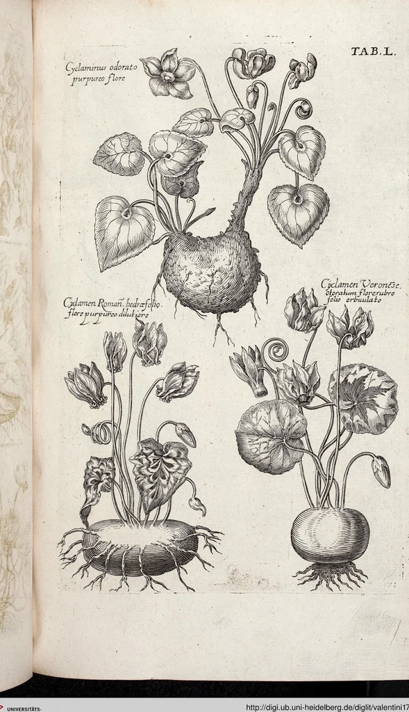 An illustration from Viridarium Reformatum, Seu Regnum Vegetabile, Das ist: Neu-eingerichtetes und Vollständiges Kräuter-Buch: Worinnen auff noch nicht geschehene Weise Derer Vegetabilien, als Kräutern, Sträuchen, Bäumen, Bluhmen und anderer Erd-Gewachsen Art, Krafft und Würckung dergestalt beschrieben werden, daß man dieses Werck statt einer Botanischen Bibliothec haben ... kan, 1719, leaf 686