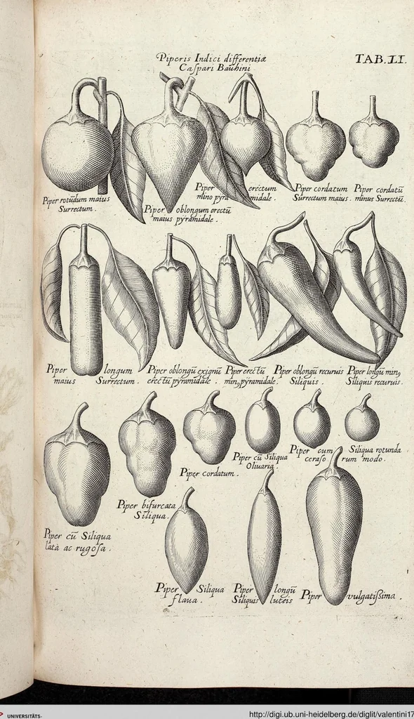 An illustration from Viridarium Reformatum, Seu Regnum Vegetabile, Das ist: Neu-eingerichtetes und Vollständiges Kräuter-Buch: Worinnen auff noch nicht geschehene Weise Derer Vegetabilien, als Kräutern, Sträuchen, Bäumen, Bluhmen und anderer Erd-Gewachsen Art, Krafft und Würckung dergestalt beschrieben werden, daß man dieses Werck statt einer Botanischen Bibliothec haben ... kan, 1719, leaf 687