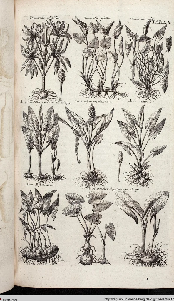 An illustration from Viridarium Reformatum, Seu Regnum Vegetabile, Das ist: Neu-eingerichtetes und Vollständiges Kräuter-Buch: Worinnen auff noch nicht geschehene Weise Derer Vegetabilien, als Kräutern, Sträuchen, Bäumen, Bluhmen und anderer Erd-Gewachsen Art, Krafft und Würckung dergestalt beschrieben werden, daß man dieses Werck statt einer Botanischen Bibliothec haben ... kan, 1719, leaf 688