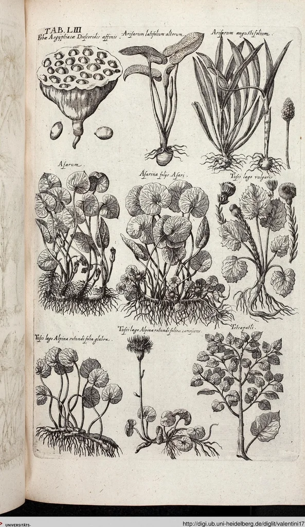 An illustration from Viridarium Reformatum, Seu Regnum Vegetabile, Das ist: Neu-eingerichtetes und Vollständiges Kräuter-Buch: Worinnen auff noch nicht geschehene Weise Derer Vegetabilien, als Kräutern, Sträuchen, Bäumen, Bluhmen und anderer Erd-Gewachsen Art, Krafft und Würckung dergestalt beschrieben werden, daß man dieses Werck statt einer Botanischen Bibliothec haben ... kan, 1719, leaf 689