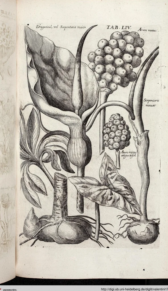 An illustration from Viridarium Reformatum, Seu Regnum Vegetabile, Das ist: Neu-eingerichtetes und Vollständiges Kräuter-Buch: Worinnen auff noch nicht geschehene Weise Derer Vegetabilien, als Kräutern, Sträuchen, Bäumen, Bluhmen und anderer Erd-Gewachsen Art, Krafft und Würckung dergestalt beschrieben werden, daß man dieses Werck statt einer Botanischen Bibliothec haben ... kan, 1719, leaf 690