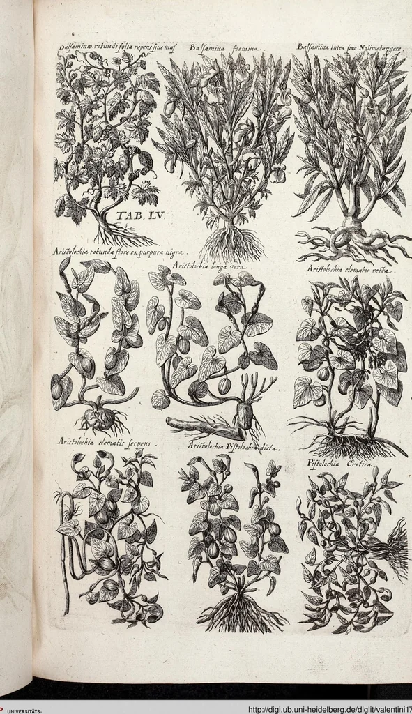 An illustration from Viridarium Reformatum, Seu Regnum Vegetabile, Das ist: Neu-eingerichtetes und Vollständiges Kräuter-Buch: Worinnen auff noch nicht geschehene Weise Derer Vegetabilien, als Kräutern, Sträuchen, Bäumen, Bluhmen und anderer Erd-Gewachsen Art, Krafft und Würckung dergestalt beschrieben werden, daß man dieses Werck statt einer Botanischen Bibliothec haben ... kan, 1719, leaf 691