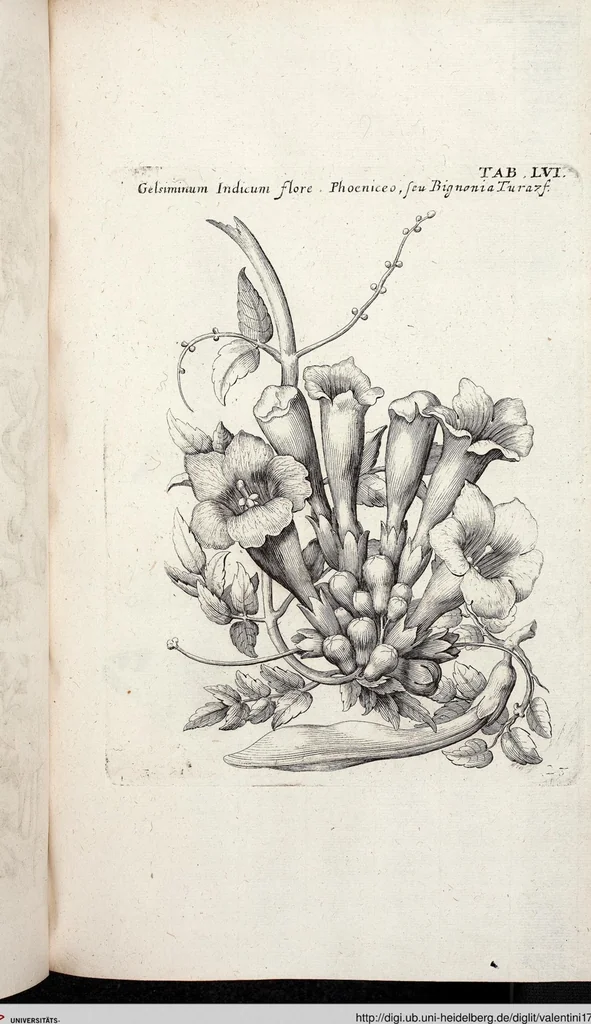An illustration from Viridarium Reformatum, Seu Regnum Vegetabile, Das ist: Neu-eingerichtetes und Vollständiges Kräuter-Buch: Worinnen auff noch nicht geschehene Weise Derer Vegetabilien, als Kräutern, Sträuchen, Bäumen, Bluhmen und anderer Erd-Gewachsen Art, Krafft und Würckung dergestalt beschrieben werden, daß man dieses Werck statt einer Botanischen Bibliothec haben ... kan, 1719, leaf 692