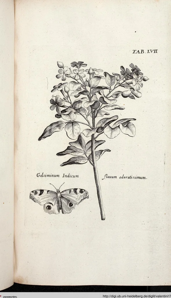 An illustration from Viridarium Reformatum, Seu Regnum Vegetabile, Das ist: Neu-eingerichtetes und Vollständiges Kräuter-Buch: Worinnen auff noch nicht geschehene Weise Derer Vegetabilien, als Kräutern, Sträuchen, Bäumen, Bluhmen und anderer Erd-Gewachsen Art, Krafft und Würckung dergestalt beschrieben werden, daß man dieses Werck statt einer Botanischen Bibliothec haben ... kan, 1719, leaf 693