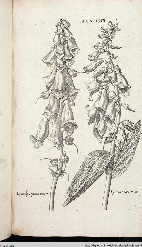 An illustration from Viridarium Reformatum, Seu Regnum Vegetabile, Das ist: Neu-eingerichtetes und Vollständiges Kräuter-Buch: Worinnen auff noch nicht geschehene Weise Derer Vegetabilien, als Kräutern, Sträuchen, Bäumen, Bluhmen und anderer Erd-Gewachsen Art, Krafft und Würckung dergestalt beschrieben werden, daß man dieses Werck statt einer Botanischen Bibliothec haben ... kan, 1719, leaf 694
