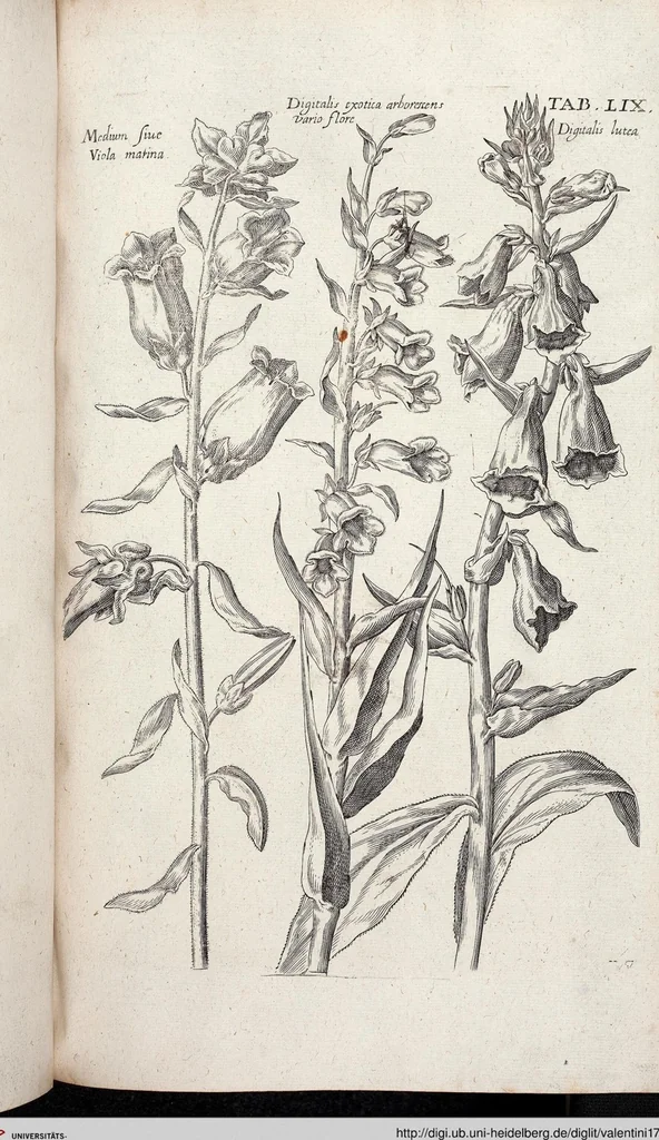 An illustration from Viridarium Reformatum, Seu Regnum Vegetabile, Das ist: Neu-eingerichtetes und Vollständiges Kräuter-Buch: Worinnen auff noch nicht geschehene Weise Derer Vegetabilien, als Kräutern, Sträuchen, Bäumen, Bluhmen und anderer Erd-Gewachsen Art, Krafft und Würckung dergestalt beschrieben werden, daß man dieses Werck statt einer Botanischen Bibliothec haben ... kan, 1719, leaf 695