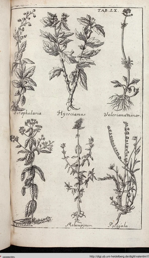 An illustration from Viridarium Reformatum, Seu Regnum Vegetabile, Das ist: Neu-eingerichtetes und Vollständiges Kräuter-Buch: Worinnen auff noch nicht geschehene Weise Derer Vegetabilien, als Kräutern, Sträuchen, Bäumen, Bluhmen und anderer Erd-Gewachsen Art, Krafft und Würckung dergestalt beschrieben werden, daß man dieses Werck statt einer Botanischen Bibliothec haben ... kan, 1719, leaf 696