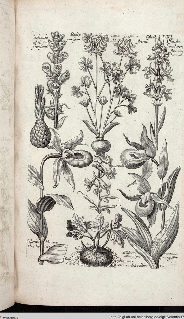 An illustration from Viridarium Reformatum, Seu Regnum Vegetabile, Das ist: Neu-eingerichtetes und Vollständiges Kräuter-Buch: Worinnen auff noch nicht geschehene Weise Derer Vegetabilien, als Kräutern, Sträuchen, Bäumen, Bluhmen und anderer Erd-Gewachsen Art, Krafft und Würckung dergestalt beschrieben werden, daß man dieses Werck statt einer Botanischen Bibliothec haben ... kan, 1719, leaf 697