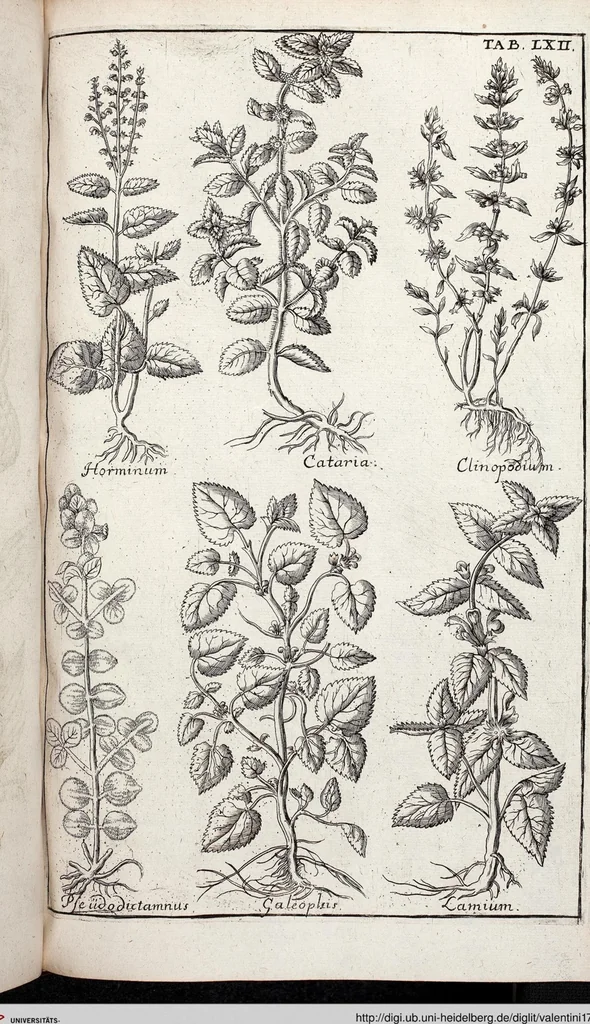 An illustration from Viridarium Reformatum, Seu Regnum Vegetabile, Das ist: Neu-eingerichtetes und Vollständiges Kräuter-Buch: Worinnen auff noch nicht geschehene Weise Derer Vegetabilien, als Kräutern, Sträuchen, Bäumen, Bluhmen und anderer Erd-Gewachsen Art, Krafft und Würckung dergestalt beschrieben werden, daß man dieses Werck statt einer Botanischen Bibliothec haben ... kan, 1719, leaf 698