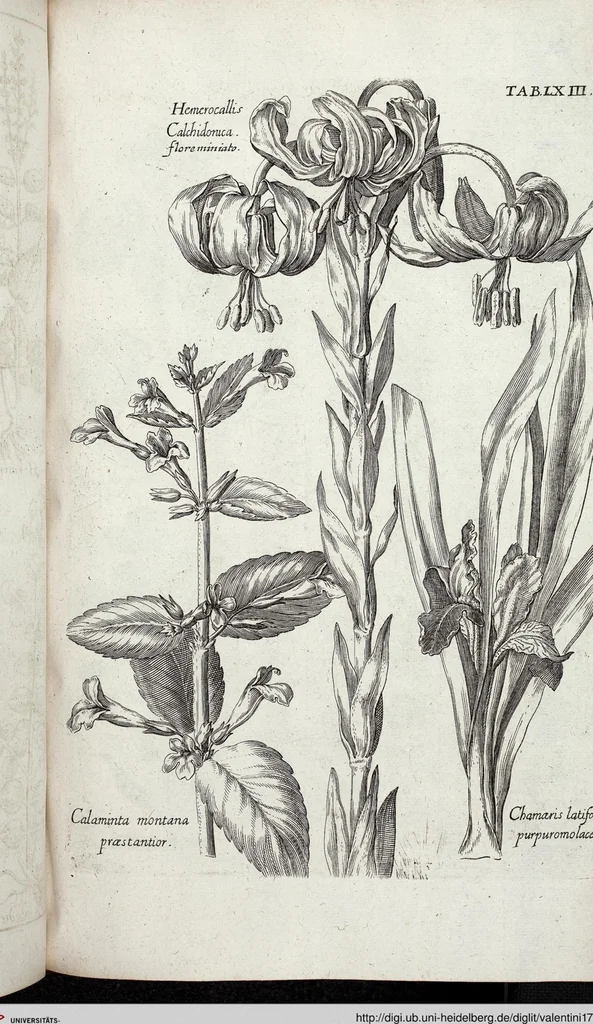 An illustration from Viridarium Reformatum, Seu Regnum Vegetabile, Das ist: Neu-eingerichtetes und Vollständiges Kräuter-Buch: Worinnen auff noch nicht geschehene Weise Derer Vegetabilien, als Kräutern, Sträuchen, Bäumen, Bluhmen und anderer Erd-Gewachsen Art, Krafft und Würckung dergestalt beschrieben werden, daß man dieses Werck statt einer Botanischen Bibliothec haben ... kan, 1719, leaf 699