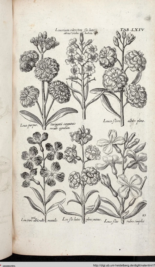 An illustration from Viridarium Reformatum, Seu Regnum Vegetabile, Das ist: Neu-eingerichtetes und Vollständiges Kräuter-Buch: Worinnen auff noch nicht geschehene Weise Derer Vegetabilien, als Kräutern, Sträuchen, Bäumen, Bluhmen und anderer Erd-Gewachsen Art, Krafft und Würckung dergestalt beschrieben werden, daß man dieses Werck statt einer Botanischen Bibliothec haben ... kan, 1719, leaf 700