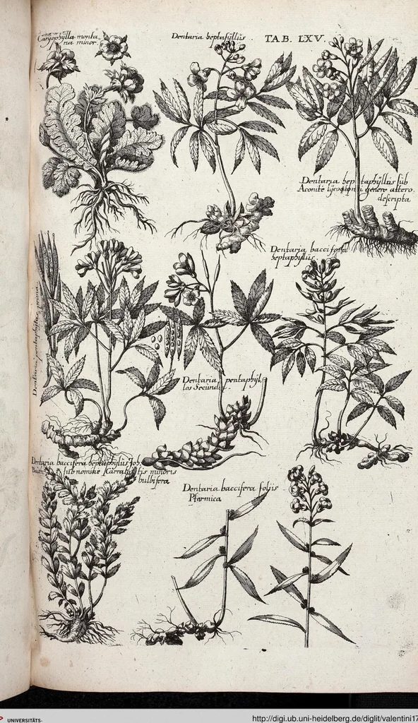 An illustration from Viridarium Reformatum, Seu Regnum Vegetabile, Das ist: Neu-eingerichtetes und Vollständiges Kräuter-Buch: Worinnen auff noch nicht geschehene Weise Derer Vegetabilien, als Kräutern, Sträuchen, Bäumen, Bluhmen und anderer Erd-Gewachsen Art, Krafft und Würckung dergestalt beschrieben werden, daß man dieses Werck statt einer Botanischen Bibliothec haben ... kan, 1719, leaf 701