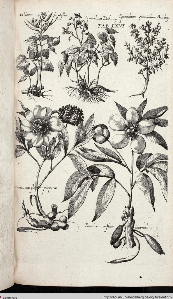 An illustration from Viridarium Reformatum, Seu Regnum Vegetabile, Das ist: Neu-eingerichtetes und Vollständiges Kräuter-Buch: Worinnen auff noch nicht geschehene Weise Derer Vegetabilien, als Kräutern, Sträuchen, Bäumen, Bluhmen und anderer Erd-Gewachsen Art, Krafft und Würckung dergestalt beschrieben werden, daß man dieses Werck statt einer Botanischen Bibliothec haben ... kan, 1719, leaf 702