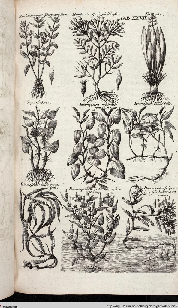 An illustration from Viridarium Reformatum, Seu Regnum Vegetabile, Das ist: Neu-eingerichtetes und Vollständiges Kräuter-Buch: Worinnen auff noch nicht geschehene Weise Derer Vegetabilien, als Kräutern, Sträuchen, Bäumen, Bluhmen und anderer Erd-Gewachsen Art, Krafft und Würckung dergestalt beschrieben werden, daß man dieses Werck statt einer Botanischen Bibliothec haben ... kan, 1719, leaf 703