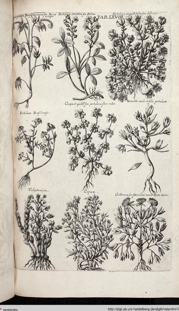 An illustration from Viridarium Reformatum, Seu Regnum Vegetabile, Das ist: Neu-eingerichtetes und Vollständiges Kräuter-Buch: Worinnen auff noch nicht geschehene Weise Derer Vegetabilien, als Kräutern, Sträuchen, Bäumen, Bluhmen und anderer Erd-Gewachsen Art, Krafft und Würckung dergestalt beschrieben werden, daß man dieses Werck statt einer Botanischen Bibliothec haben ... kan, 1719, leaf 704