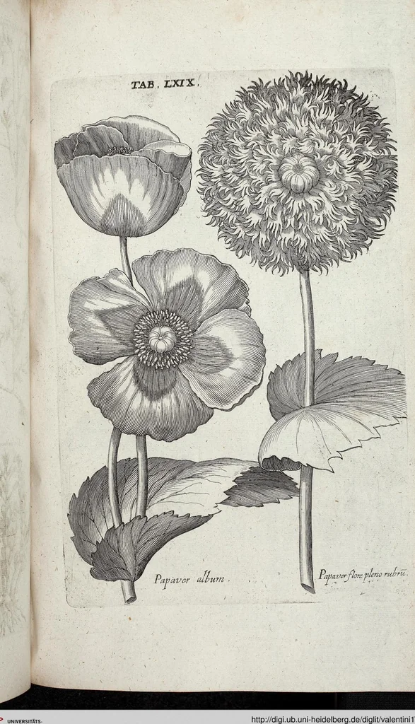 An illustration from Viridarium Reformatum, Seu Regnum Vegetabile, Das ist: Neu-eingerichtetes und Vollständiges Kräuter-Buch: Worinnen auff noch nicht geschehene Weise Derer Vegetabilien, als Kräutern, Sträuchen, Bäumen, Bluhmen und anderer Erd-Gewachsen Art, Krafft und Würckung dergestalt beschrieben werden, daß man dieses Werck statt einer Botanischen Bibliothec haben ... kan, 1719, leaf 705