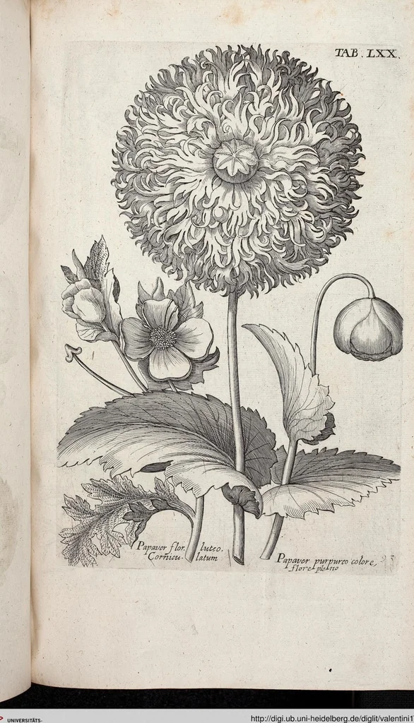 An illustration from Viridarium Reformatum, Seu Regnum Vegetabile, Das ist: Neu-eingerichtetes und Vollständiges Kräuter-Buch: Worinnen auff noch nicht geschehene Weise Derer Vegetabilien, als Kräutern, Sträuchen, Bäumen, Bluhmen und anderer Erd-Gewachsen Art, Krafft und Würckung dergestalt beschrieben werden, daß man dieses Werck statt einer Botanischen Bibliothec haben ... kan, 1719, leaf 706