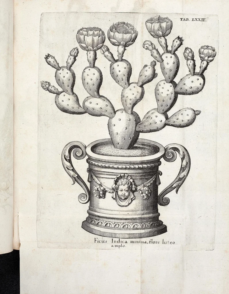 An illustration from Viridarium Reformatum, Seu Regnum Vegetabile, Das ist: Neu-eingerichtetes und Vollständiges Kräuter-Buch: Worinnen auff noch nicht geschehene Weise Derer Vegetabilien, als Kräutern, Sträuchen, Bäumen, Bluhmen und anderer Erd-Gewachsen Art, Krafft und Würckung dergestalt beschrieben werden, daß man dieses Werck statt einer Botanischen Bibliothec haben ... kan, 1719, leaf 708