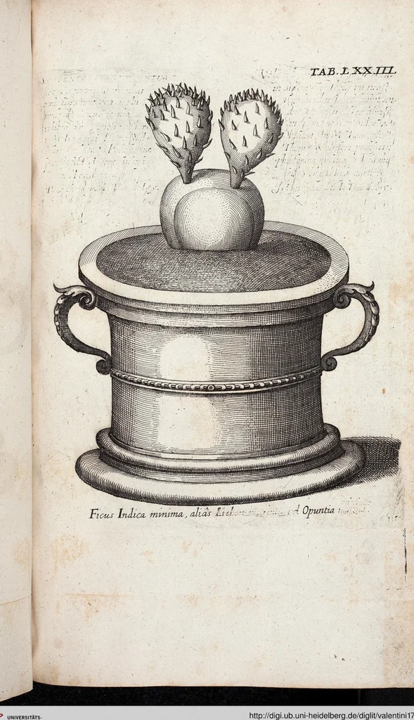 An illustration from Viridarium Reformatum, Seu Regnum Vegetabile, Das ist: Neu-eingerichtetes und Vollständiges Kräuter-Buch: Worinnen auff noch nicht geschehene Weise Derer Vegetabilien, als Kräutern, Sträuchen, Bäumen, Bluhmen und anderer Erd-Gewachsen Art, Krafft und Würckung dergestalt beschrieben werden, daß man dieses Werck statt einer Botanischen Bibliothec haben ... kan, 1719, leaf 709