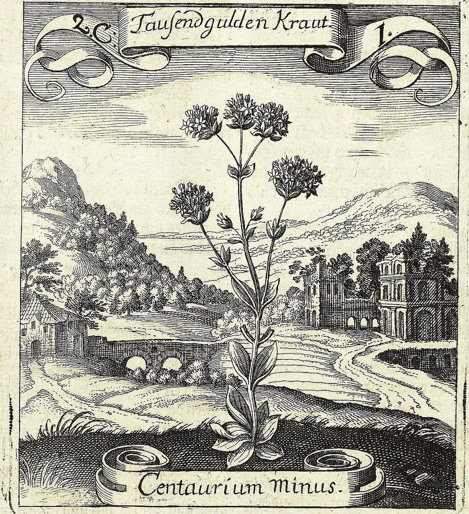 An illustration from Viridarium Reformatum, Seu Regnum Vegetabile, Das ist: Neu-eingerichtetes und Vollständiges Kräuter-Buch: Worinnen auff noch nicht geschehene Weise Derer Vegetabilien, als Kräutern, Sträuchen, Bäumen, Bluhmen und anderer Erd-Gewachsen Art, Krafft und Würckung dergestalt beschrieben werden, daß man dieses Werck statt einer Botanischen Bibliothec haben ... kan, 1719, leaf 71