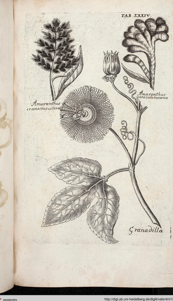 An illustration from Viridarium Reformatum, Seu Regnum Vegetabile, Das ist: Neu-eingerichtetes und Vollständiges Kräuter-Buch: Worinnen auff noch nicht geschehene Weise Derer Vegetabilien, als Kräutern, Sträuchen, Bäumen, Bluhmen und anderer Erd-Gewachsen Art, Krafft und Würckung dergestalt beschrieben werden, daß man dieses Werck statt einer Botanischen Bibliothec haben ... kan, 1719, leaf 710