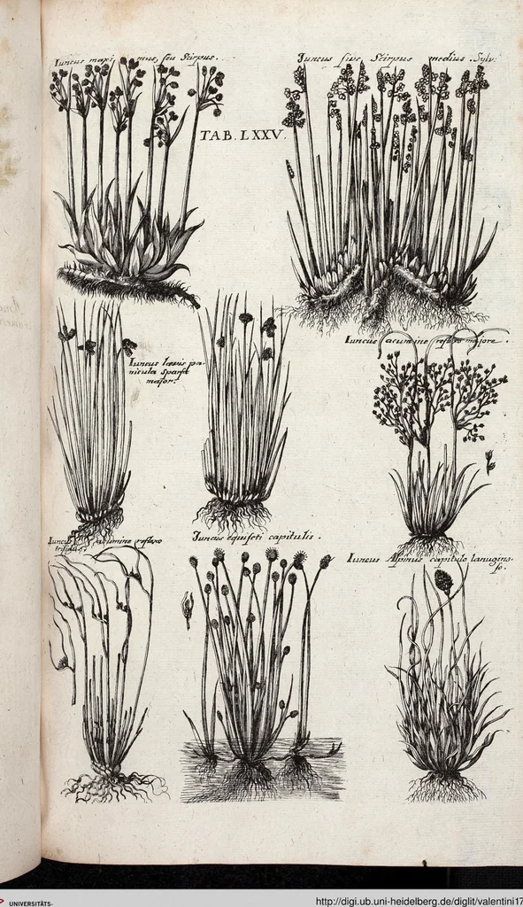 An illustration from Viridarium Reformatum, Seu Regnum Vegetabile, Das ist: Neu-eingerichtetes und Vollständiges Kräuter-Buch: Worinnen auff noch nicht geschehene Weise Derer Vegetabilien, als Kräutern, Sträuchen, Bäumen, Bluhmen und anderer Erd-Gewachsen Art, Krafft und Würckung dergestalt beschrieben werden, daß man dieses Werck statt einer Botanischen Bibliothec haben ... kan, 1719, leaf 711