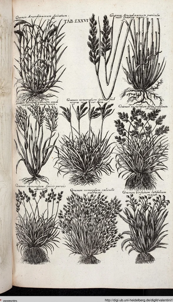 An illustration from Viridarium Reformatum, Seu Regnum Vegetabile, Das ist: Neu-eingerichtetes und Vollständiges Kräuter-Buch: Worinnen auff noch nicht geschehene Weise Derer Vegetabilien, als Kräutern, Sträuchen, Bäumen, Bluhmen und anderer Erd-Gewachsen Art, Krafft und Würckung dergestalt beschrieben werden, daß man dieses Werck statt einer Botanischen Bibliothec haben ... kan, 1719, leaf 712