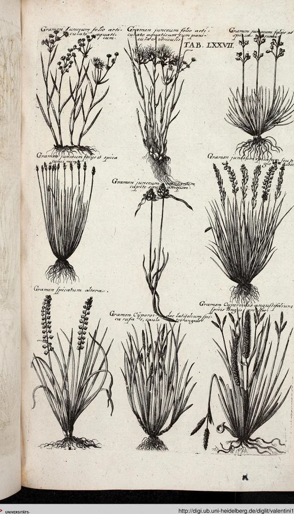 An illustration from Viridarium Reformatum, Seu Regnum Vegetabile, Das ist: Neu-eingerichtetes und Vollständiges Kräuter-Buch: Worinnen auff noch nicht geschehene Weise Derer Vegetabilien, als Kräutern, Sträuchen, Bäumen, Bluhmen und anderer Erd-Gewachsen Art, Krafft und Würckung dergestalt beschrieben werden, daß man dieses Werck statt einer Botanischen Bibliothec haben ... kan, 1719, leaf 713