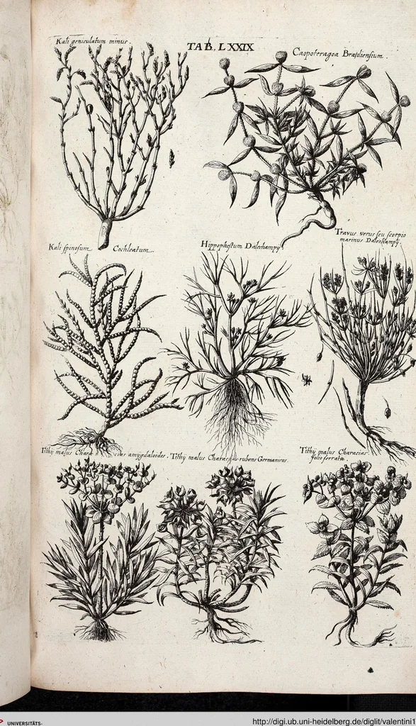 An illustration from Viridarium Reformatum, Seu Regnum Vegetabile, Das ist: Neu-eingerichtetes und Vollständiges Kräuter-Buch: Worinnen auff noch nicht geschehene Weise Derer Vegetabilien, als Kräutern, Sträuchen, Bäumen, Bluhmen und anderer Erd-Gewachsen Art, Krafft und Würckung dergestalt beschrieben werden, daß man dieses Werck statt einer Botanischen Bibliothec haben ... kan, 1719, leaf 715