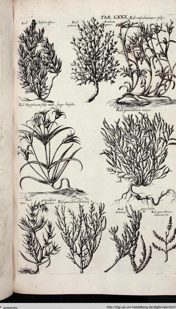 An illustration from Viridarium Reformatum, Seu Regnum Vegetabile, Das ist: Neu-eingerichtetes und Vollständiges Kräuter-Buch: Worinnen auff noch nicht geschehene Weise Derer Vegetabilien, als Kräutern, Sträuchen, Bäumen, Bluhmen und anderer Erd-Gewachsen Art, Krafft und Würckung dergestalt beschrieben werden, daß man dieses Werck statt einer Botanischen Bibliothec haben ... kan, 1719, leaf 716