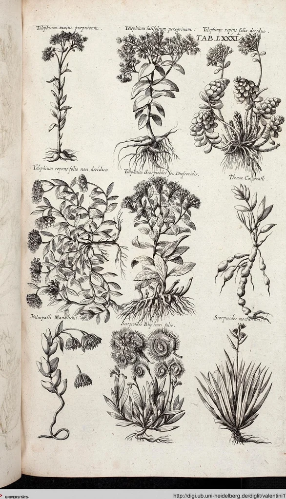 An illustration from Viridarium Reformatum, Seu Regnum Vegetabile, Das ist: Neu-eingerichtetes und Vollständiges Kräuter-Buch: Worinnen auff noch nicht geschehene Weise Derer Vegetabilien, als Kräutern, Sträuchen, Bäumen, Bluhmen und anderer Erd-Gewachsen Art, Krafft und Würckung dergestalt beschrieben werden, daß man dieses Werck statt einer Botanischen Bibliothec haben ... kan, 1719, leaf 717