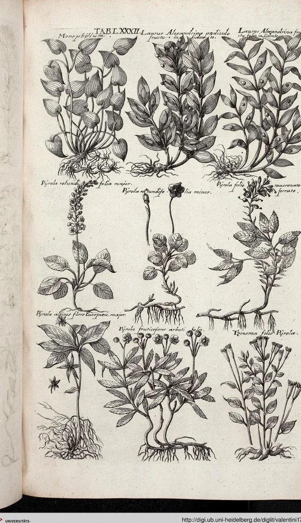 An illustration from Viridarium Reformatum, Seu Regnum Vegetabile, Das ist: Neu-eingerichtetes und Vollständiges Kräuter-Buch: Worinnen auff noch nicht geschehene Weise Derer Vegetabilien, als Kräutern, Sträuchen, Bäumen, Bluhmen und anderer Erd-Gewachsen Art, Krafft und Würckung dergestalt beschrieben werden, daß man dieses Werck statt einer Botanischen Bibliothec haben ... kan, 1719, leaf 718