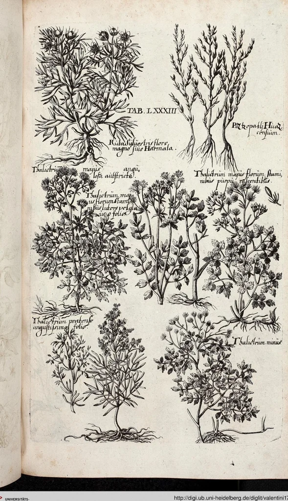 An illustration from Viridarium Reformatum, Seu Regnum Vegetabile, Das ist: Neu-eingerichtetes und Vollständiges Kräuter-Buch: Worinnen auff noch nicht geschehene Weise Derer Vegetabilien, als Kräutern, Sträuchen, Bäumen, Bluhmen und anderer Erd-Gewachsen Art, Krafft und Würckung dergestalt beschrieben werden, daß man dieses Werck statt einer Botanischen Bibliothec haben ... kan, 1719, leaf 719