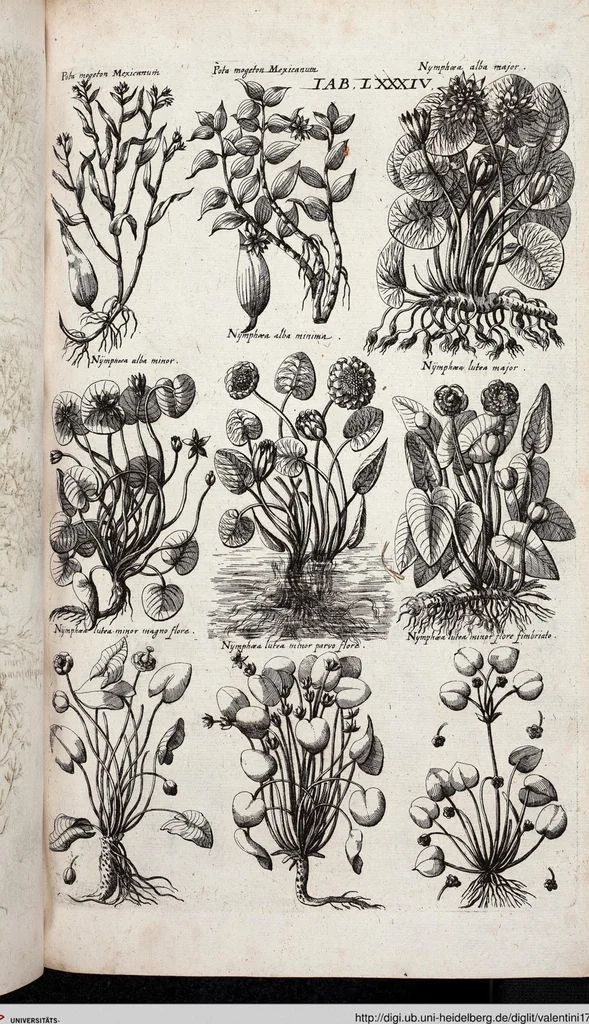 An illustration from Viridarium Reformatum, Seu Regnum Vegetabile, Das ist: Neu-eingerichtetes und Vollständiges Kräuter-Buch: Worinnen auff noch nicht geschehene Weise Derer Vegetabilien, als Kräutern, Sträuchen, Bäumen, Bluhmen und anderer Erd-Gewachsen Art, Krafft und Würckung dergestalt beschrieben werden, daß man dieses Werck statt einer Botanischen Bibliothec haben ... kan, 1719, leaf 720