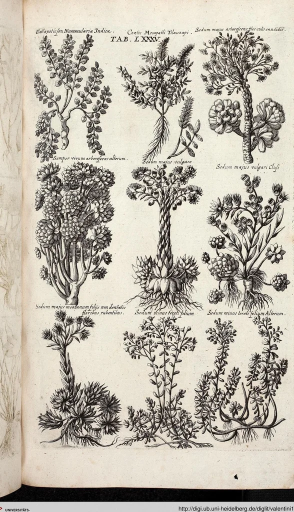 An illustration from Viridarium Reformatum, Seu Regnum Vegetabile, Das ist: Neu-eingerichtetes und Vollständiges Kräuter-Buch: Worinnen auff noch nicht geschehene Weise Derer Vegetabilien, als Kräutern, Sträuchen, Bäumen, Bluhmen und anderer Erd-Gewachsen Art, Krafft und Würckung dergestalt beschrieben werden, daß man dieses Werck statt einer Botanischen Bibliothec haben ... kan, 1719, leaf 721