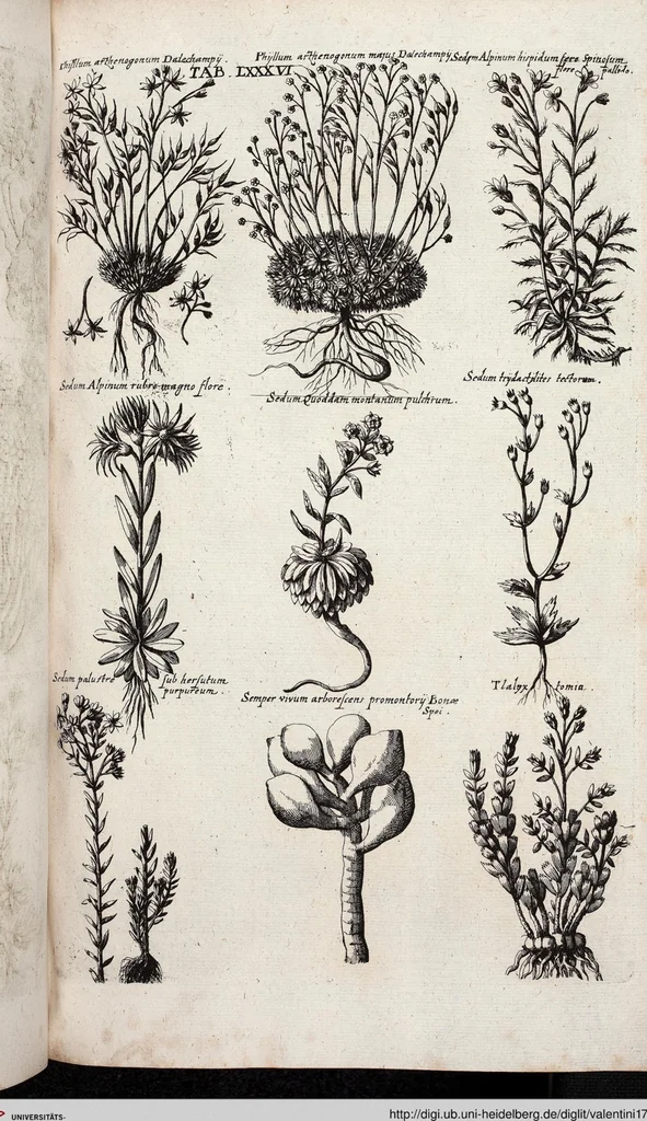 An illustration from Viridarium Reformatum, Seu Regnum Vegetabile, Das ist: Neu-eingerichtetes und Vollständiges Kräuter-Buch: Worinnen auff noch nicht geschehene Weise Derer Vegetabilien, als Kräutern, Sträuchen, Bäumen, Bluhmen und anderer Erd-Gewachsen Art, Krafft und Würckung dergestalt beschrieben werden, daß man dieses Werck statt einer Botanischen Bibliothec haben ... kan, 1719, leaf 722